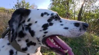 Yeşil çimenlerde yatan ve aktif oyundan sonra dinlenen mutlu Dalmaçyalı köpek. Güzel bir günde sıcacık güneşin ve temiz havanın tadını çıkaran sevimli bir hayvan. Yakın plan..
