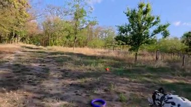 Parkta koşan, sahibi ile oynayan, güneşli yaz gününde parlak turuncu bir topu kovalayan mutlu Dalmaçyalı köpek. Aktif hayvan yaşam tarzı konsepti.