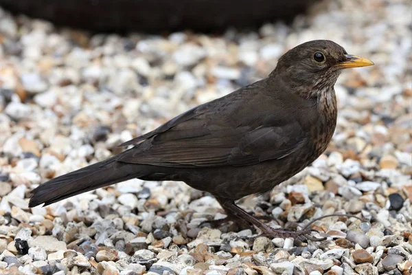 Крупным Планом Молодой Самец Blackbird Ищет Еду — стоковое фото