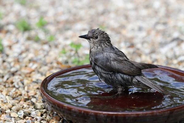 Primer Plano Joven Starling Tomando Baño Tazón Agua —  Fotos de Stock