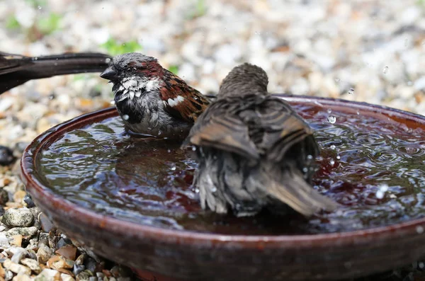 Close Jovem Starling Tomando Banho Uma Tigela Água Assistida Por — Fotografia de Stock