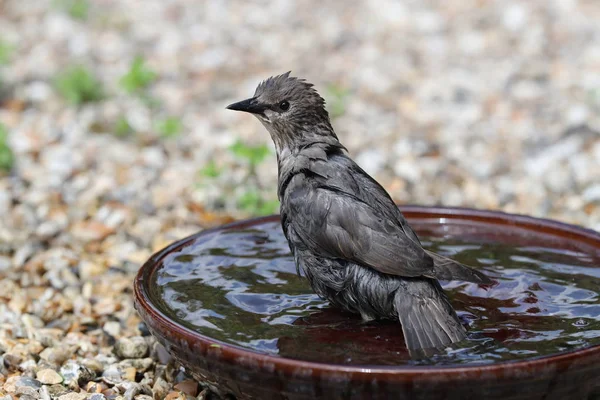 Close Young Starling Taking Bath Water Bowl — Stock Photo, Image
