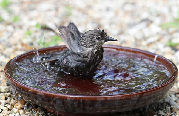 Bir Kase Içinde Banyo Bir Genç Starling Yakın Çekim — Stok fotoğraf