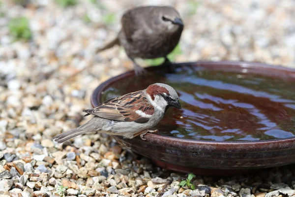 若いムクドリとボウルに水で飲んで家すずめ — ストック写真