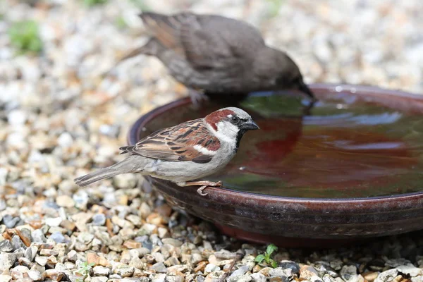 Young Starling และ House Sparrow เคร องด มในชามน — ภาพถ่ายสต็อก