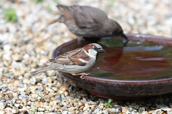 Young Starling House Sparrow Having Drink Water Bowl Royalty Free Stock Photos