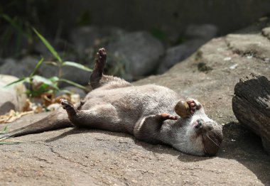 Pençeli bir çakıl taşı ile oynarken Otter Oriental kısa