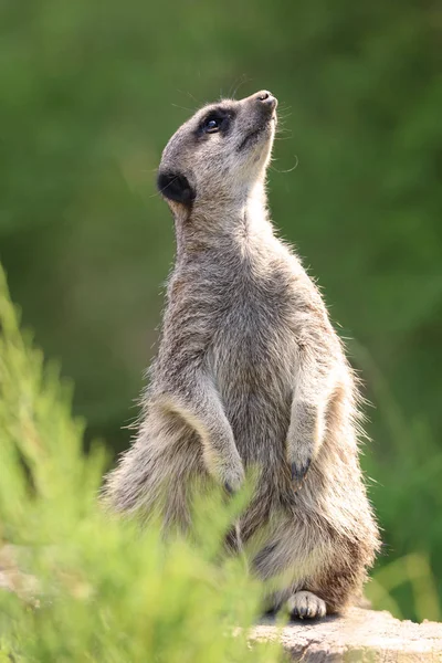 Nærme Meerkat Med Vakttjeneste Beskytte Familien – stockfoto