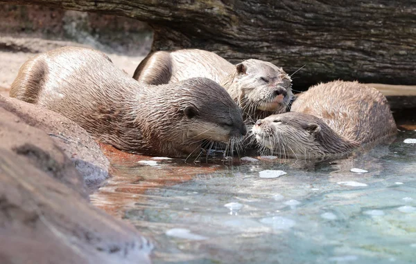 Oriental Short Clawed Otters Обнимаются Играют — стоковое фото