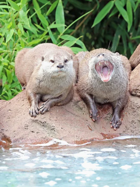 Twee Oosterse Korte Gekrabd Otters Zittend Een Rots — Stockfoto