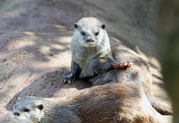 オリエンタル短い爪カワウソ Cuddling と再生 — ストック写真