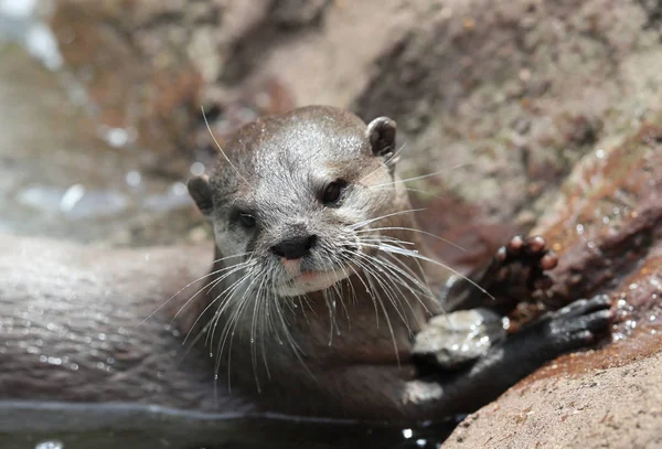 Close Oriental Short Clawed Otter — Stock Photo, Image