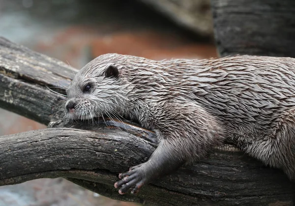 Close Oriental Short Clawed Otter — Stock Photo, Image
