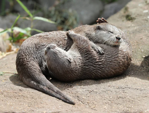 Oriental Short Clawed Otters Обнимаются Играют — стоковое фото