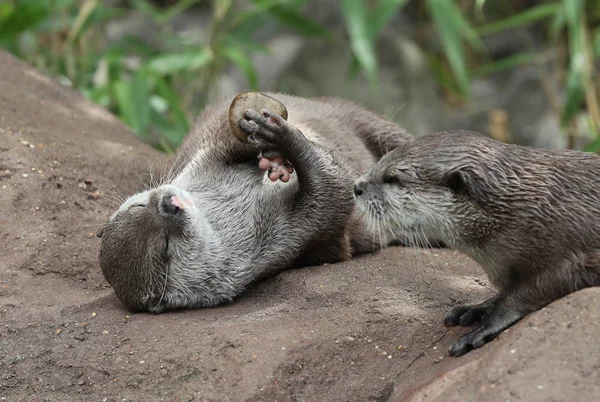 Oriental Curto Clawed Lontra Brincando Com Seixo — Fotografia de Stock