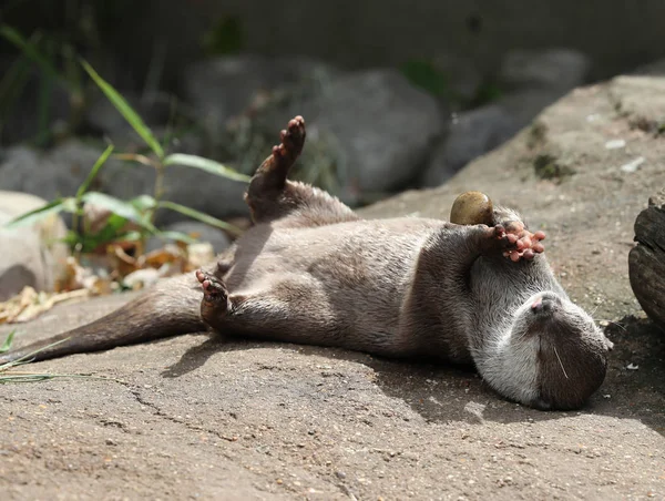 Orientalischer Kurzkrallenotter Spielt Mit Einem Kieselstein — Stockfoto