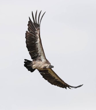 Close up of an African White-backed Vulture in flight clipart