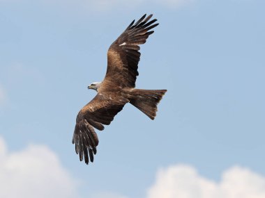 Sarı gagalı uçurtma uçuş yakın çekim