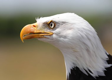 Kel kartal bakarak yakın çekim
