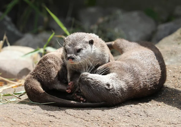 Oriental Short Clawed Otters Cuddling Playing — Stock Photo, Image