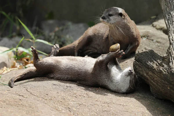 Orientalischer Kurzkrallenotter Spielt Mit Einem Kieselstein — Stockfoto