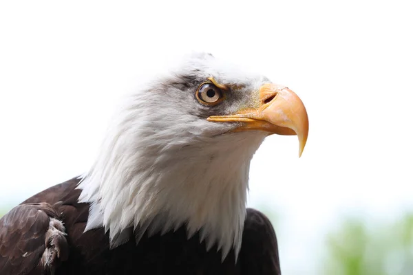 Primo Piano Aquila Calva Guardare — Foto Stock