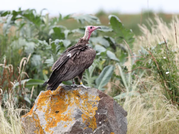 Närbild White Headed Gam Uppe Klippa — Stockfoto