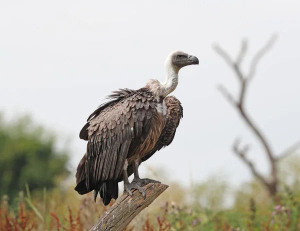 Portrait African White Backed Vulture — Stock Photo, Image