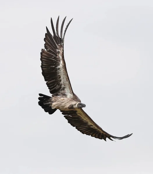 Close African White Backed Vulture Flight — Stock Photo, Image