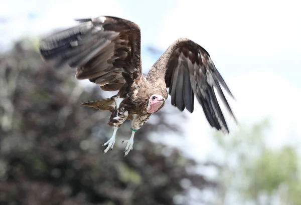 Acercamiento Buitre Cabeza Blanca Vuelo — Foto de Stock