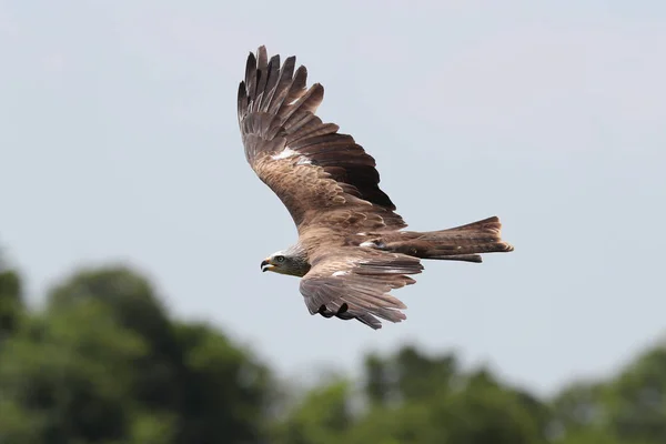 Close Yellow Billed Kite Flight — Stock Photo, Image