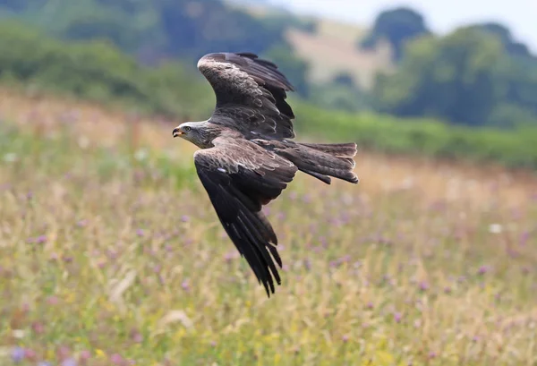 Close Yellow Billed Kite Flight — Stock Photo, Image