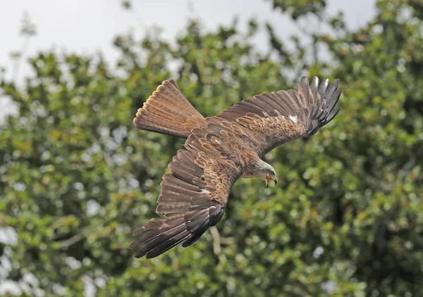 Close Yellow Billed Kite Flight — Stock Photo, Image