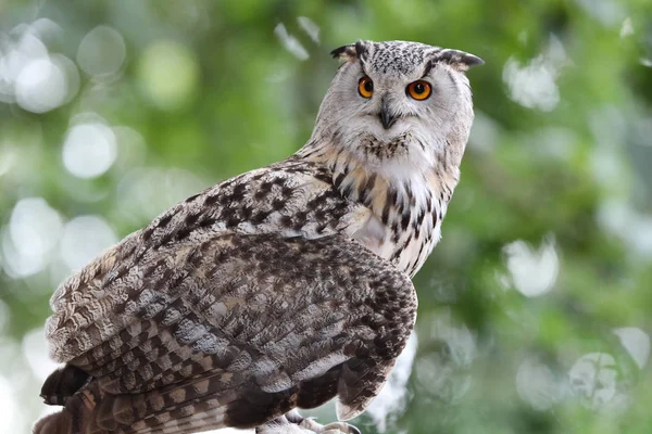 Close up of an Eagle Owl in woodland