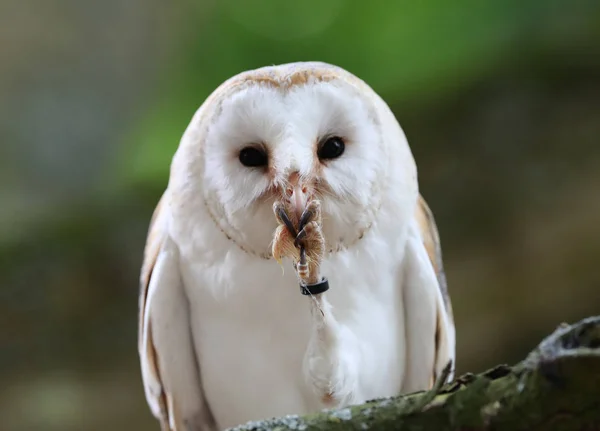 Close Barn Owl Enjoying Meal — Stock Photo, Image