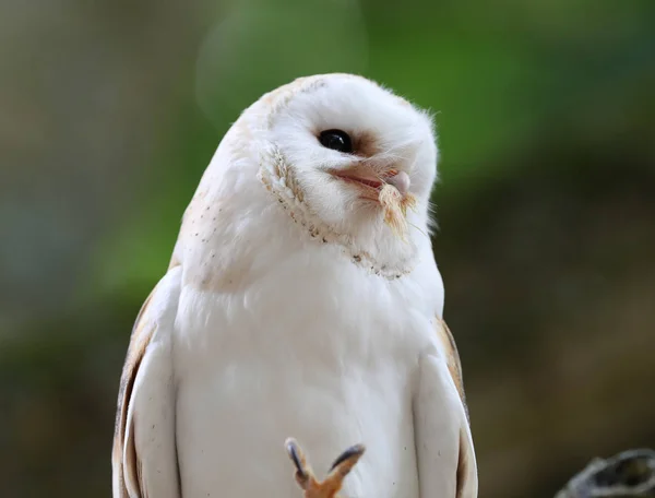 Close Barn Owl Enjoying Meal — Stock Photo, Image