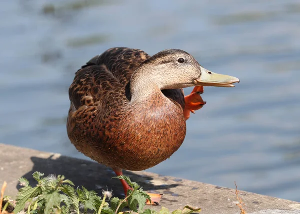 メスのマガモが閉じ込められ — ストック写真