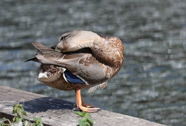 Close Female Mallard Duck Preening — Stock Photo, Image