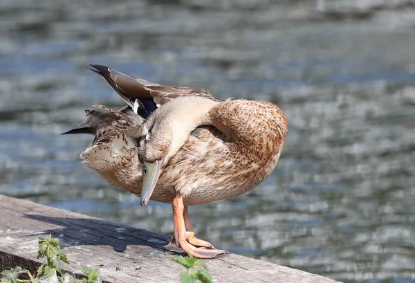 Gros Plan Une Femelle Mallard Duck Preening — Photo