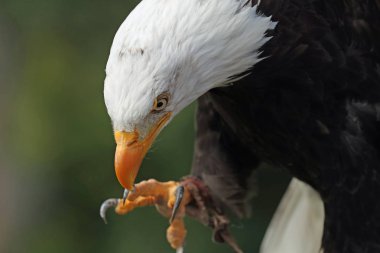 Yaklaşık vurmaya kel kartal yakın çekim