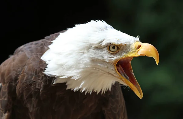 Retrato Águila Calva Llamando Con Fondo Oscuro — Foto de Stock