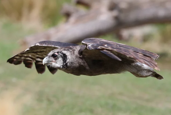 Close Verreaux Eagle Owl Flight — Stock Photo, Image