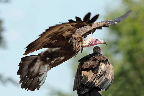 Close White Headed Vulture Flight — Stock Photo, Image