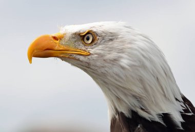 bir Amerikan bald eagle portresi