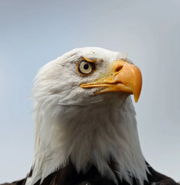 Bir Amerikan Bald Eagle Portresi — Stok fotoğraf