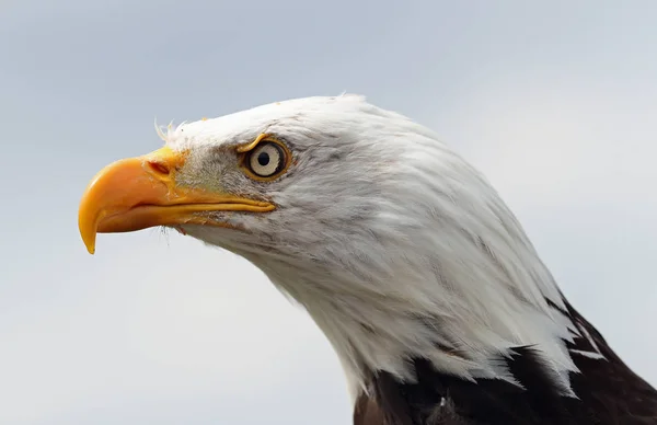Portrait American Bald Eagle — Stock Photo, Image