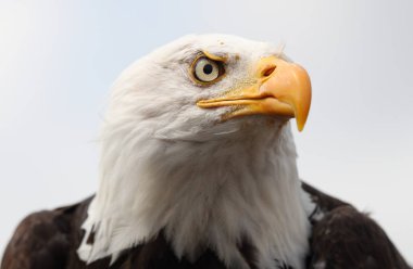 bir Amerikan bald eagle portresi