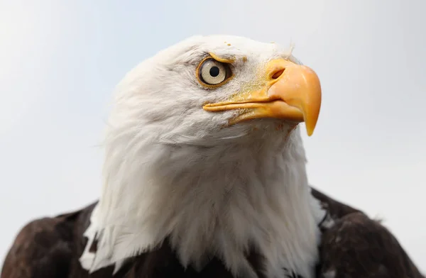 Bir Amerikan Bald Eagle Portresi Telifsiz Stok Fotoğraflar