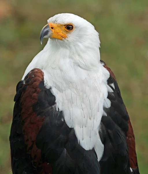 Cerca Cabeza Los Hombros Águila Del Mar Africano — Foto de Stock