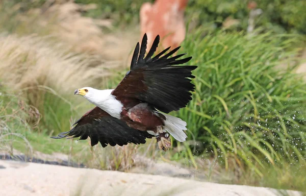 Bir Afrika Deniz Kartal Uçuş Gıda Yakalamak Yakın Çekim — Stok fotoğraf